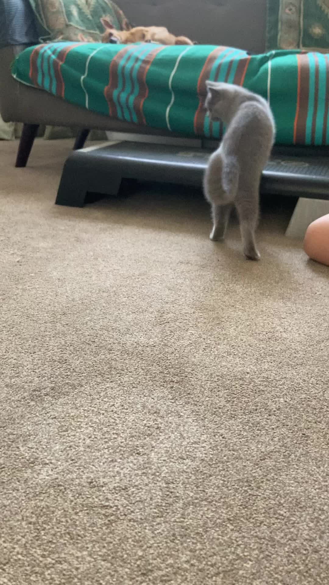 British Shorthair cats for sale: Beautiful Blue British Shorthair Female – £400 - Video 5