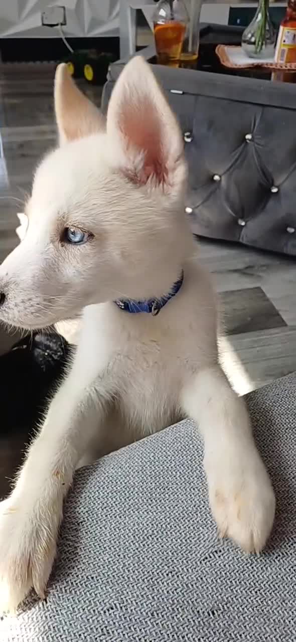 Huskita dogs for sale: For sale  - Video 1