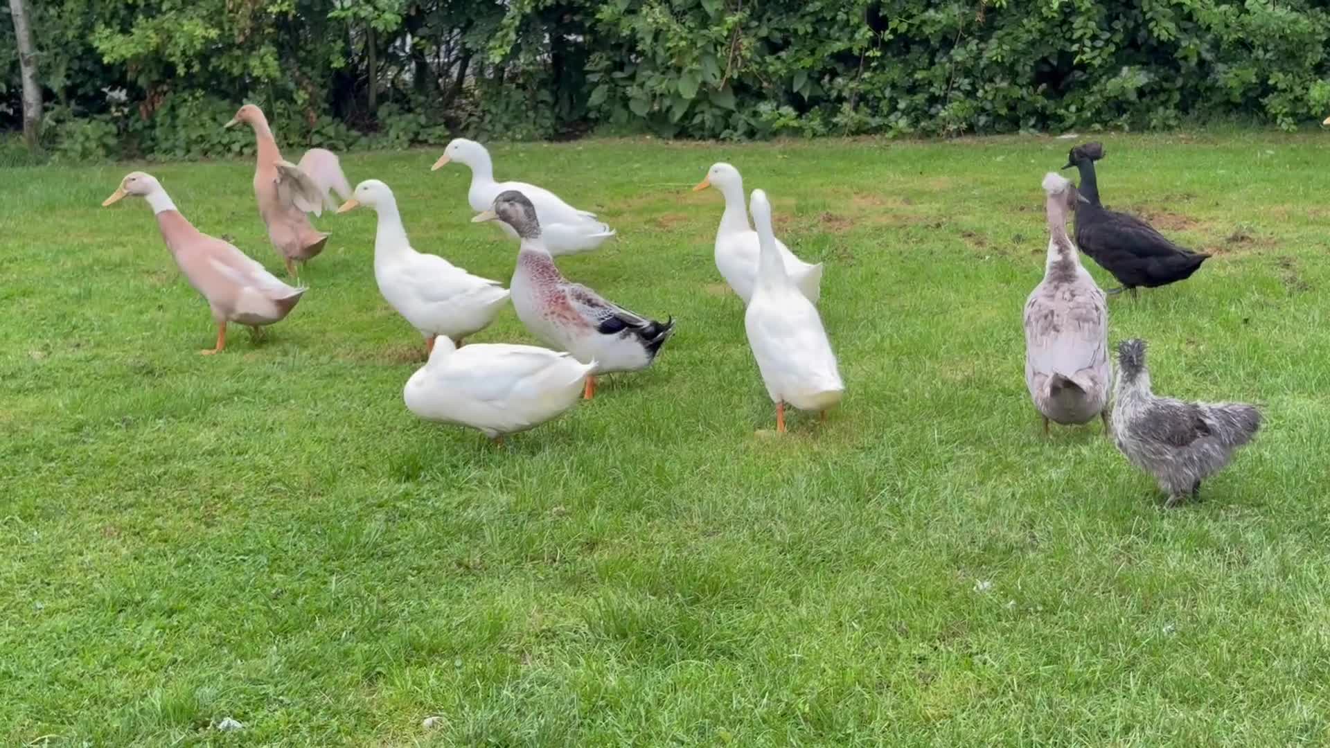 Ducks poultry for sale: Beautiful Indian Runner Ducks for sale in Perth - Video 2