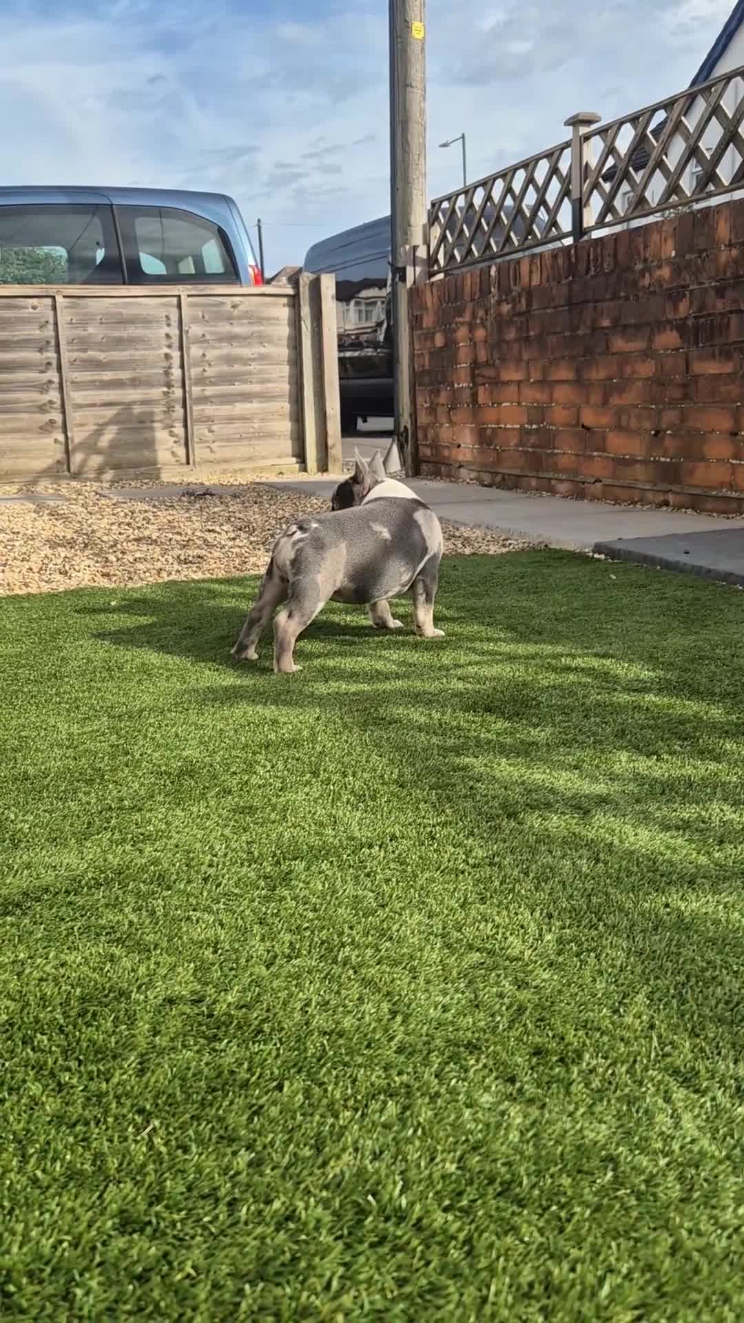 French Bulldog dogs for sale: Last two females ready this weekend, KC Registered - Video 2