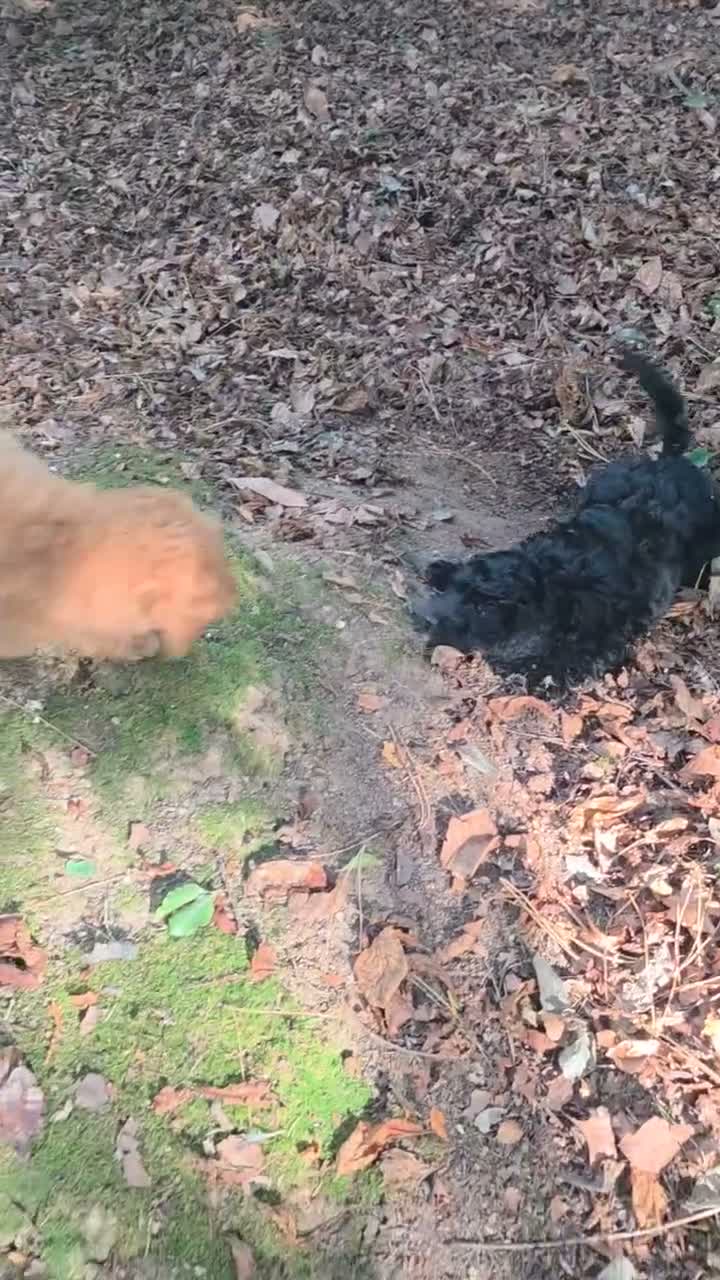 Cockapoo dogs for sale: Hawarden puppies 🐶  - Video 1