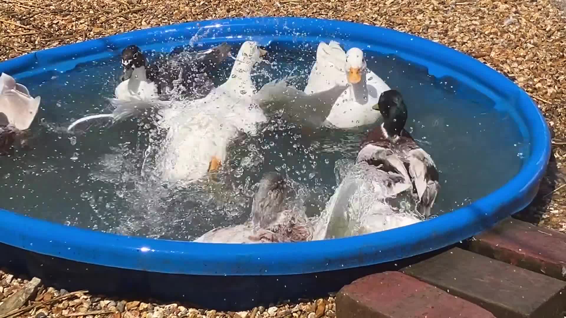 Ducks poultry for sale: Call Ducks  - Video 1