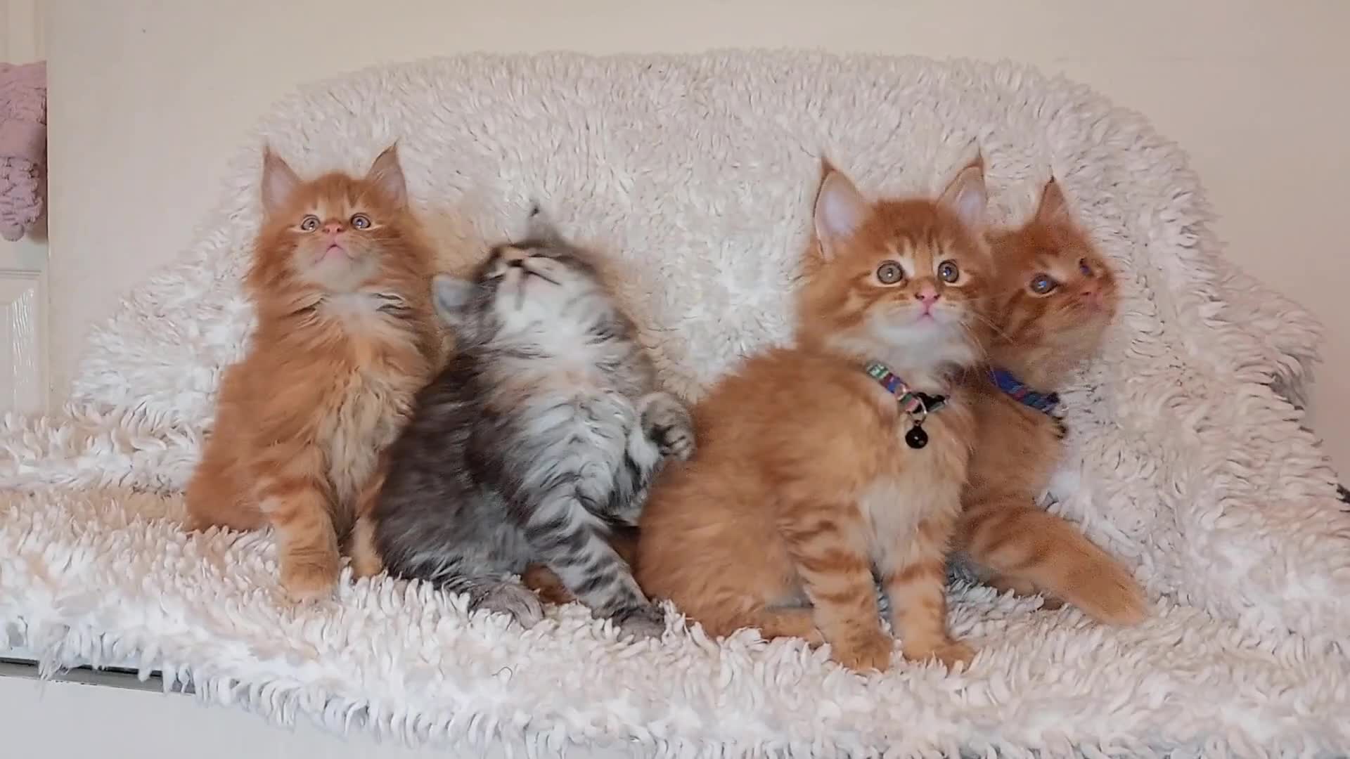 Maine Coon cats for sale: Beautiful Maine Coon Kittens - Video 1