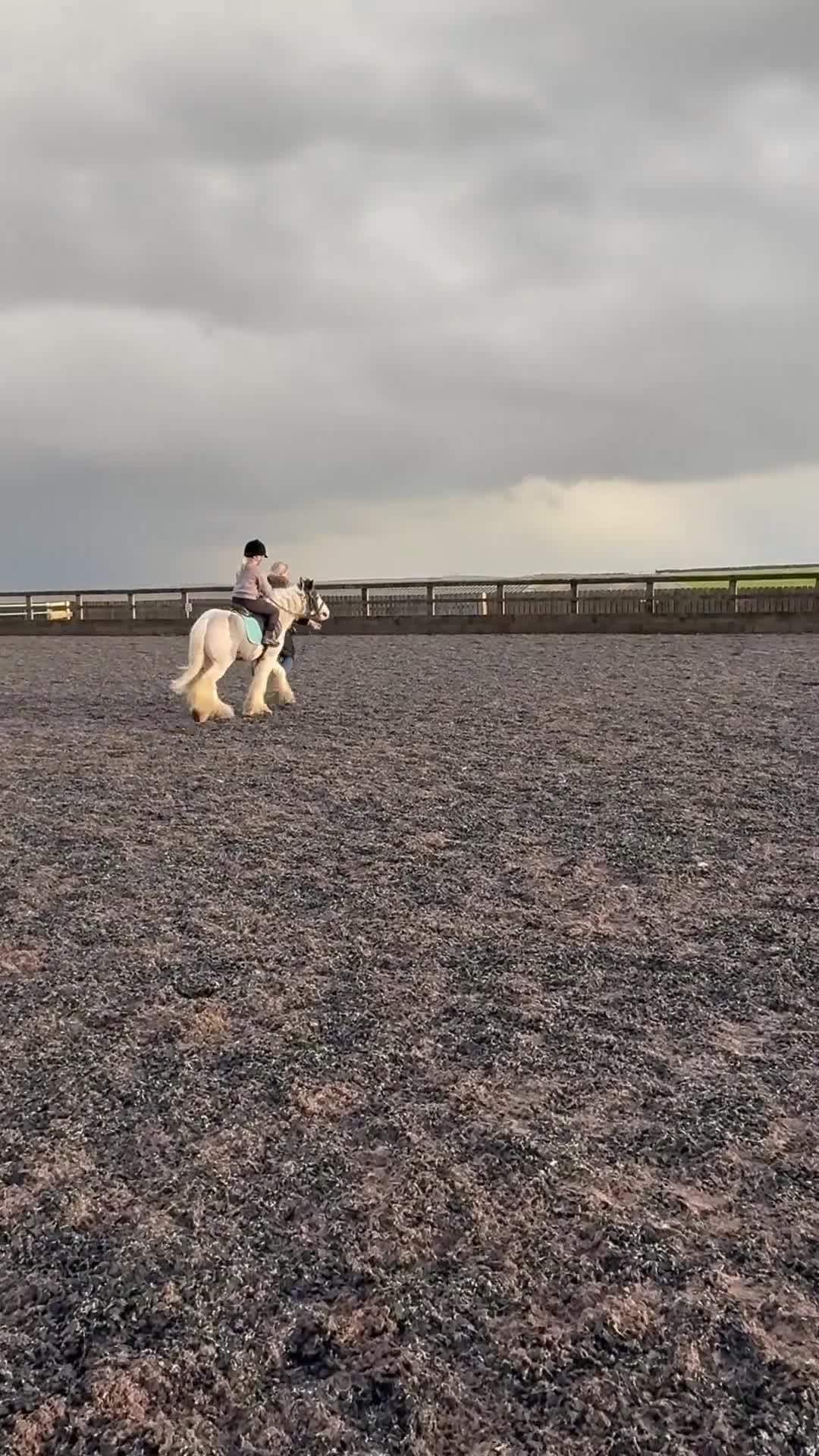 Irish Cob horses for sale: 12hh cob gelding  in Buxton - Video 2