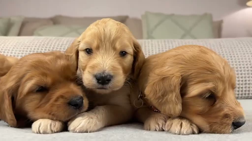 Goldendoodle dogs for sale: HEREDITARY HEALTH TESTED MUM. DNA TESTED DAD - Video 3