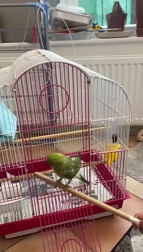 Ringnecks birds for sale: Ring neck Indian parrot  - Video 4