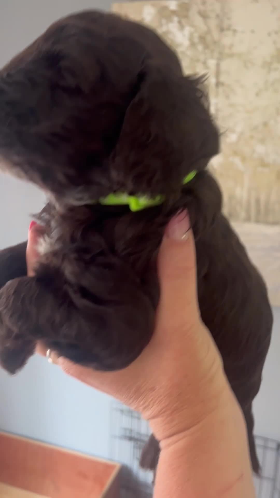 Cockapoo dogs for sale: F2 cockapoo litter  in Bolton - Video 4