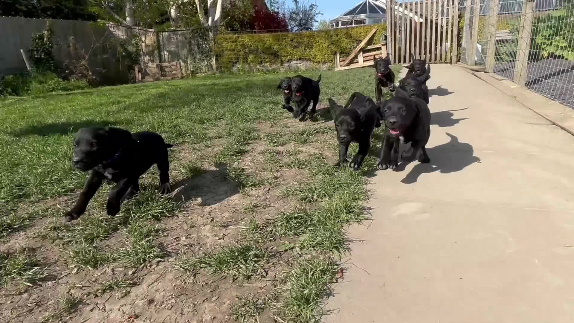 Springador dogs for sale: F1 Springador Puppies - Video 3