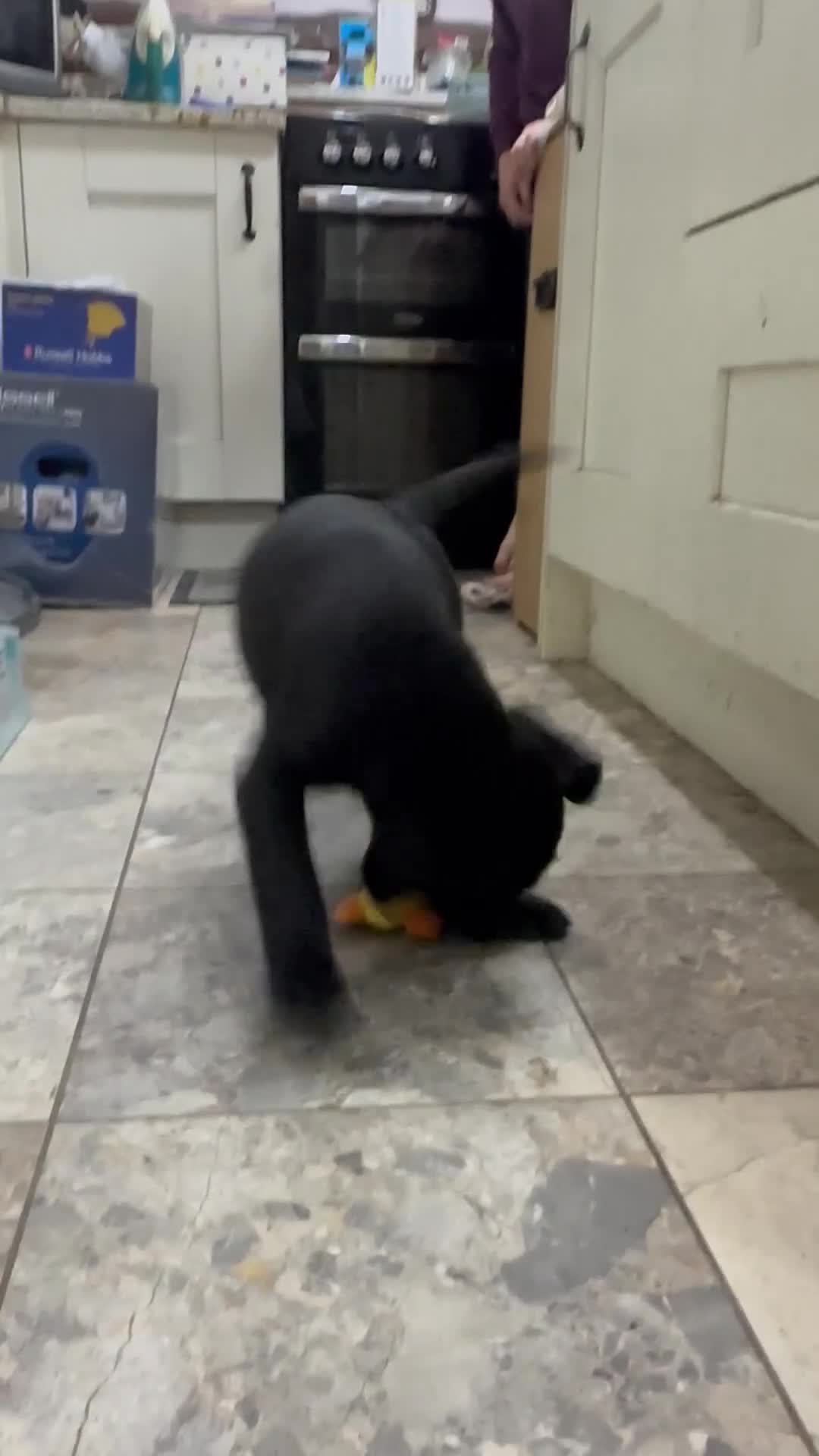 Labrador Retriever dogs for sale: READY NOW - Labrador Retriever- just one black boy - Video 2