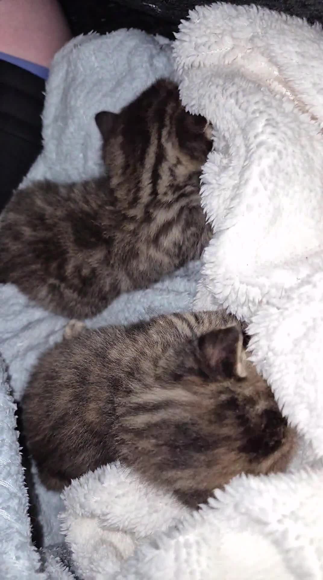 Mixed Breed cats for sale: 2 beautiful kittens  - Video 1