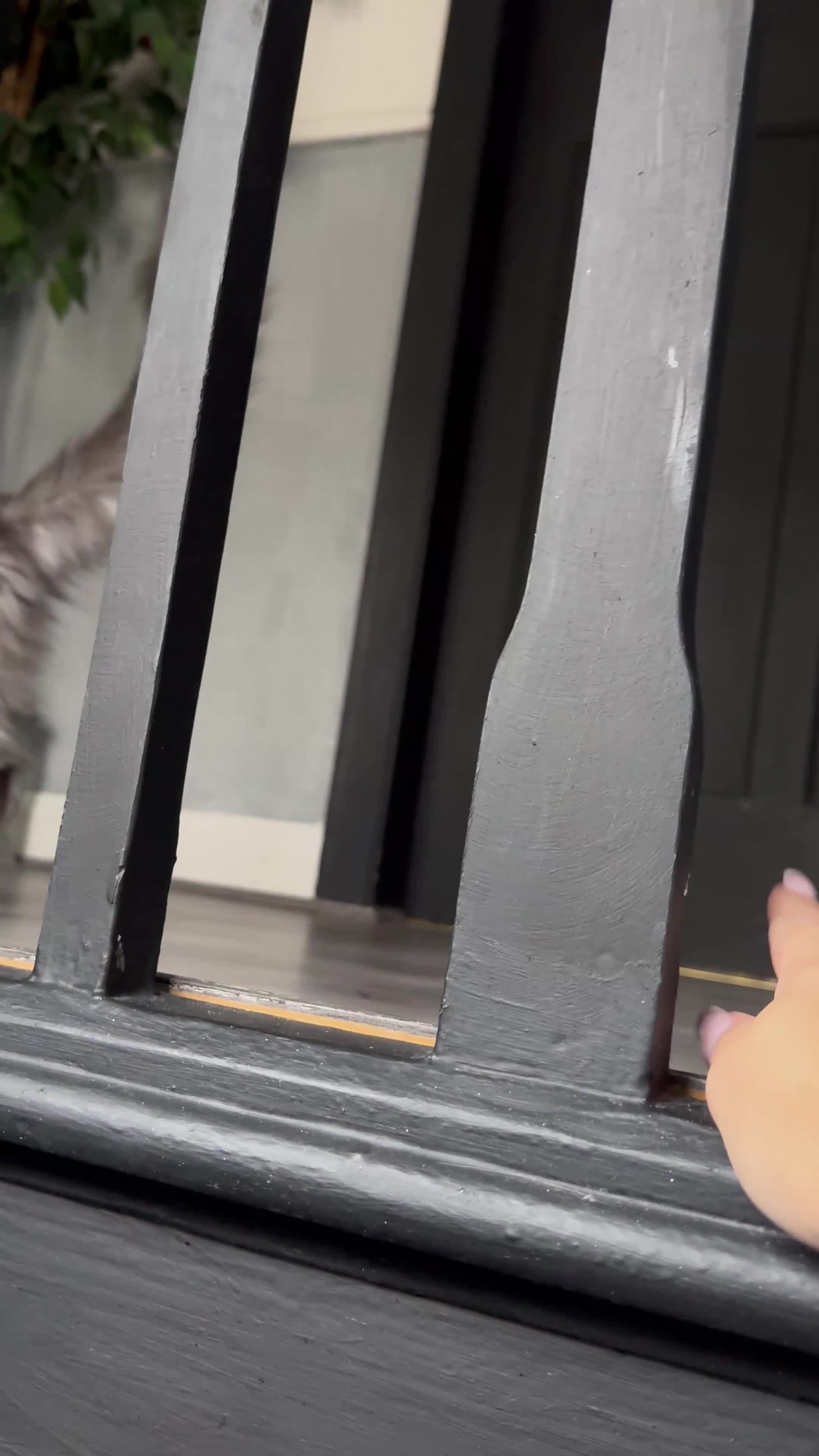 Maine Coon cats for sale: Russian XL maine coons looking HOME!❤️❤️❤️ - Video 1
