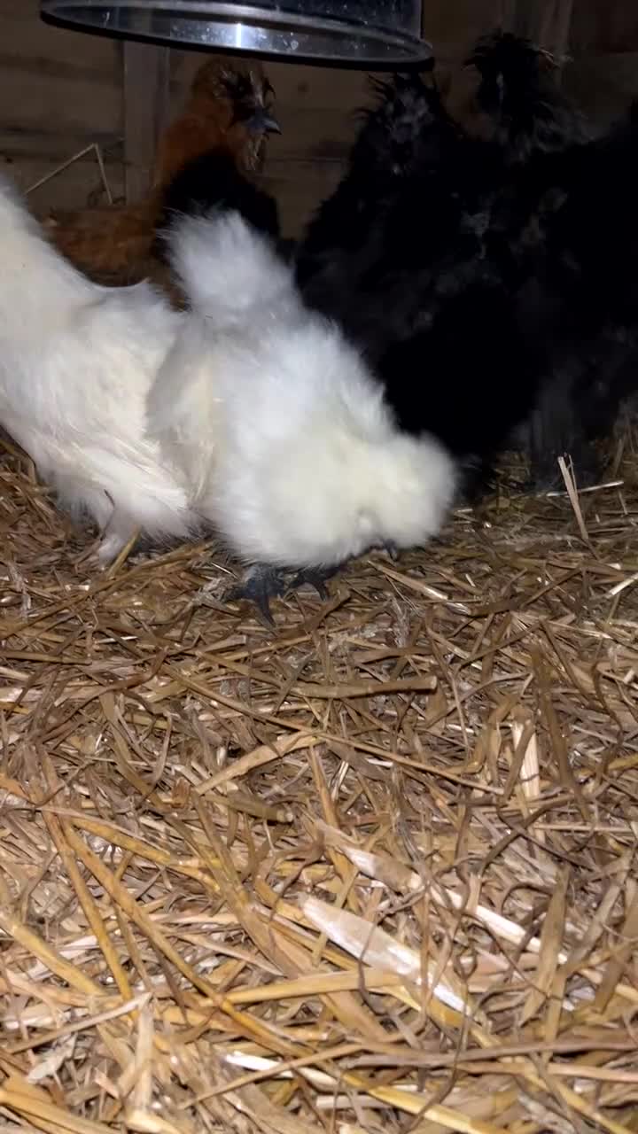 Chickens poultry for sale: Pekin and Silkie Point of Lay Females  - Video 1