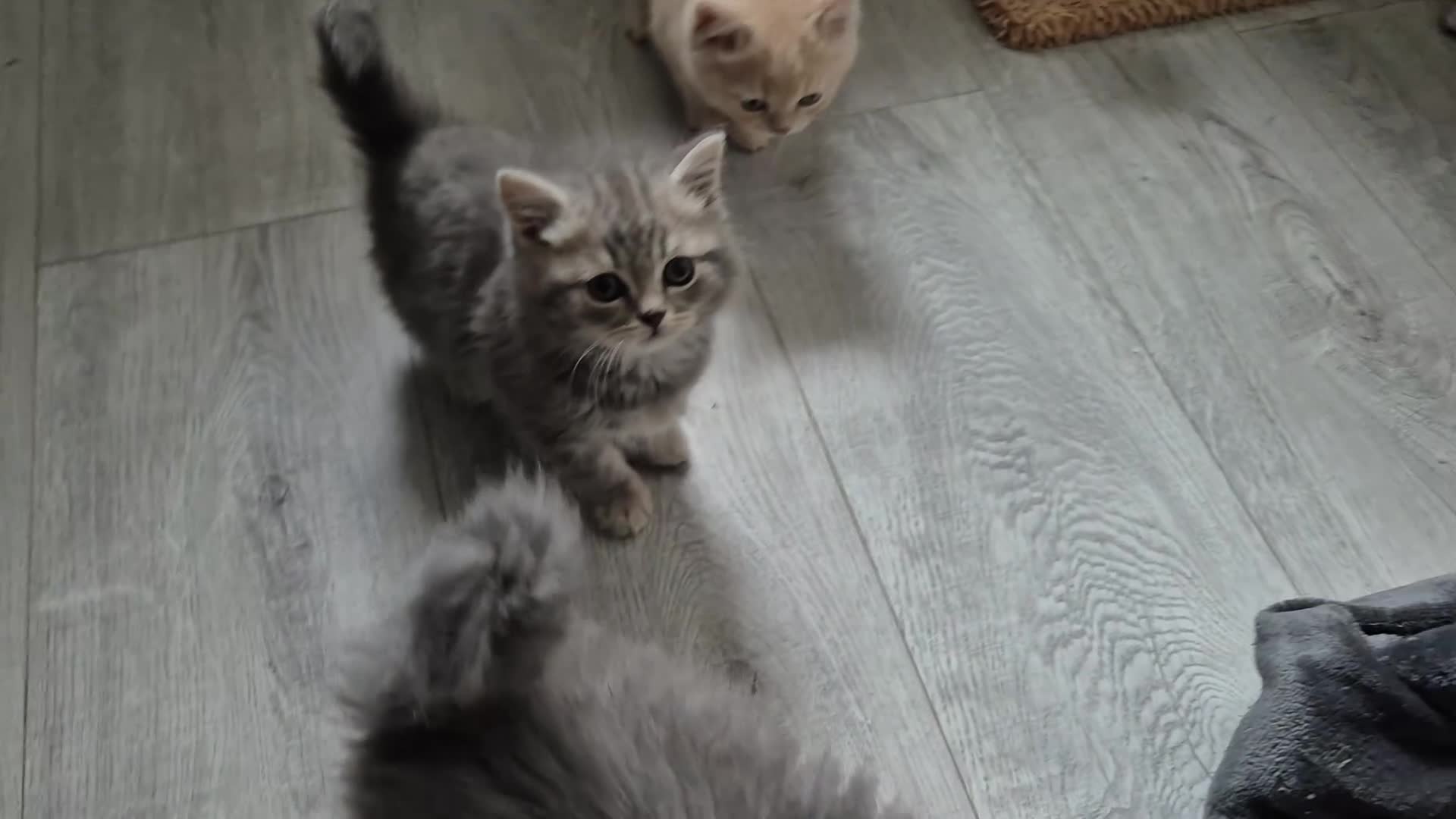 British Shorthair cats for sale: british shorthair & longhair - Video 3