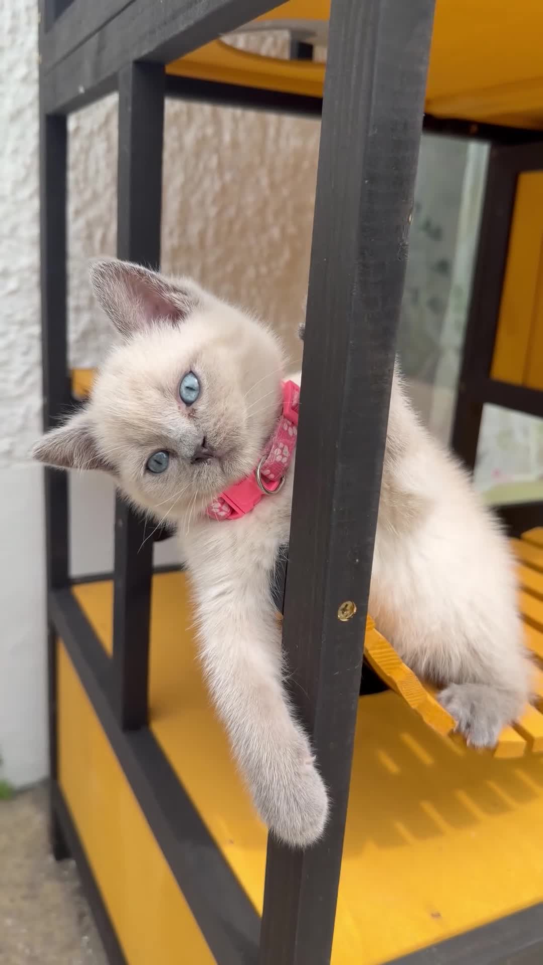 British Shorthair cats for sale: Colour point female  - Video 1