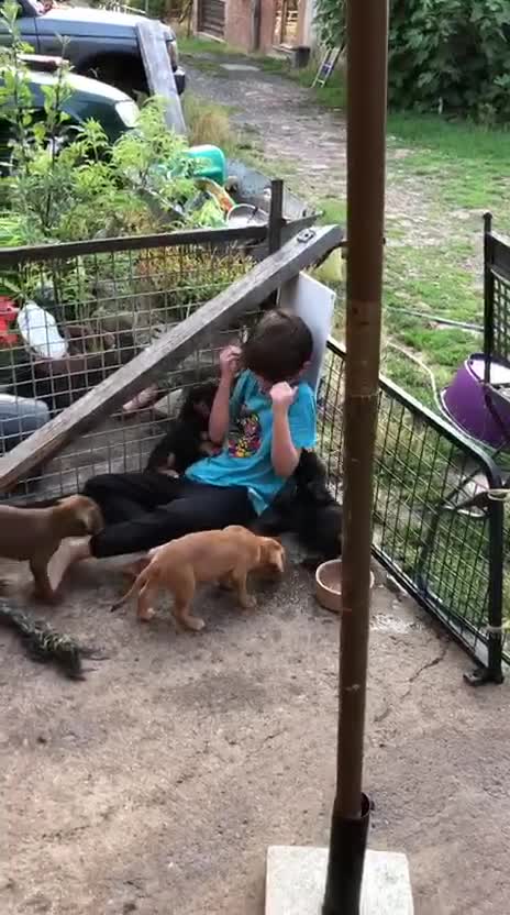 Mixed Breed dogs for sale: British bulldogs/ cocker spanials - Video 2