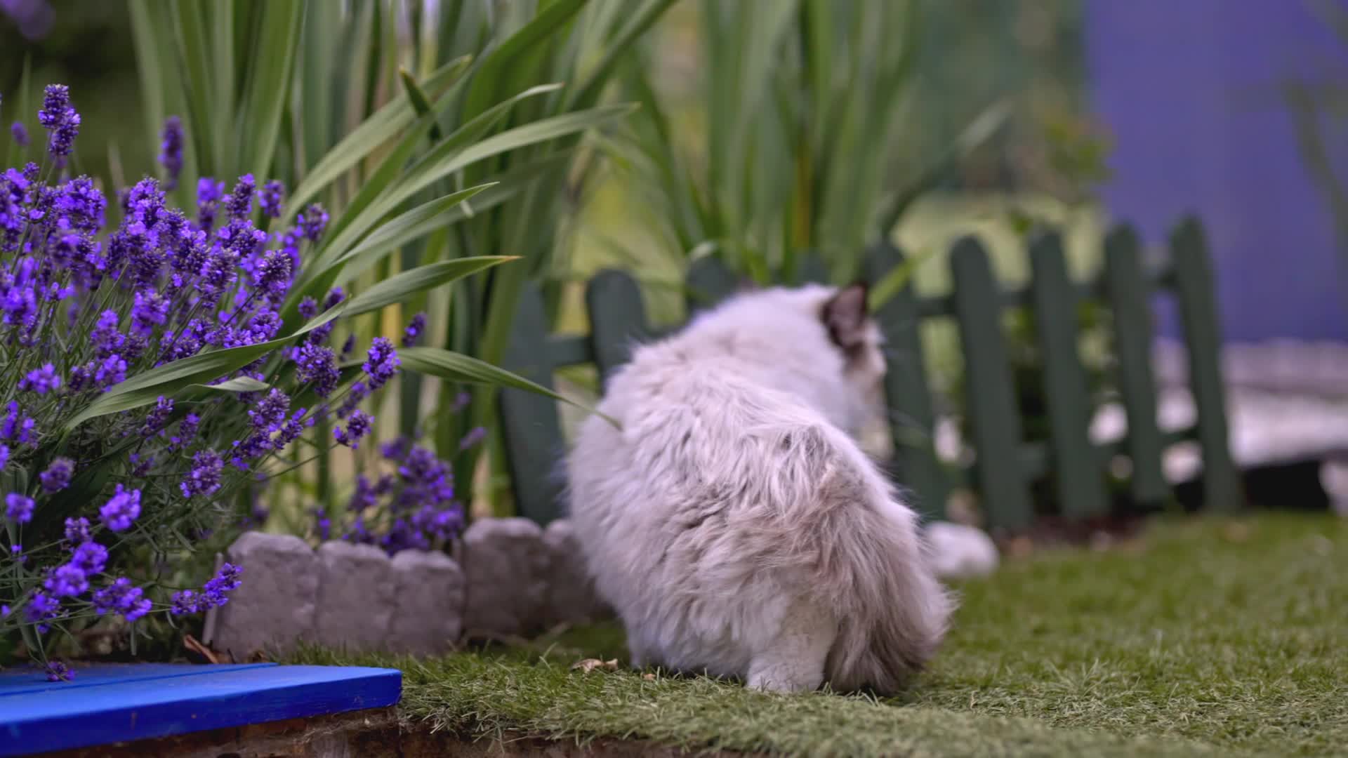 Ragdoll cats for stud: 5 Pedigree TICA European Famous R-Bloodline  in London - Video 1