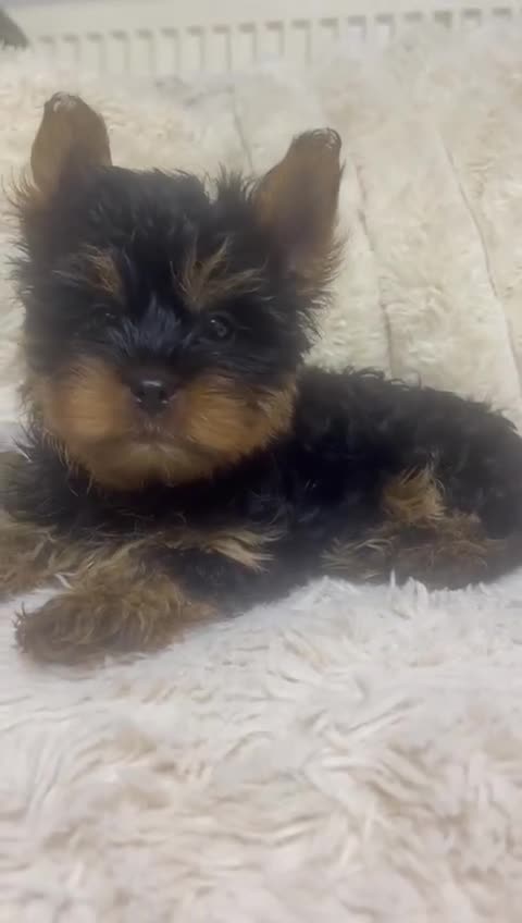 Yorkshire Terrier dogs for sale: FLUFFY BOY🐶READY! in Sheffield - Video 3