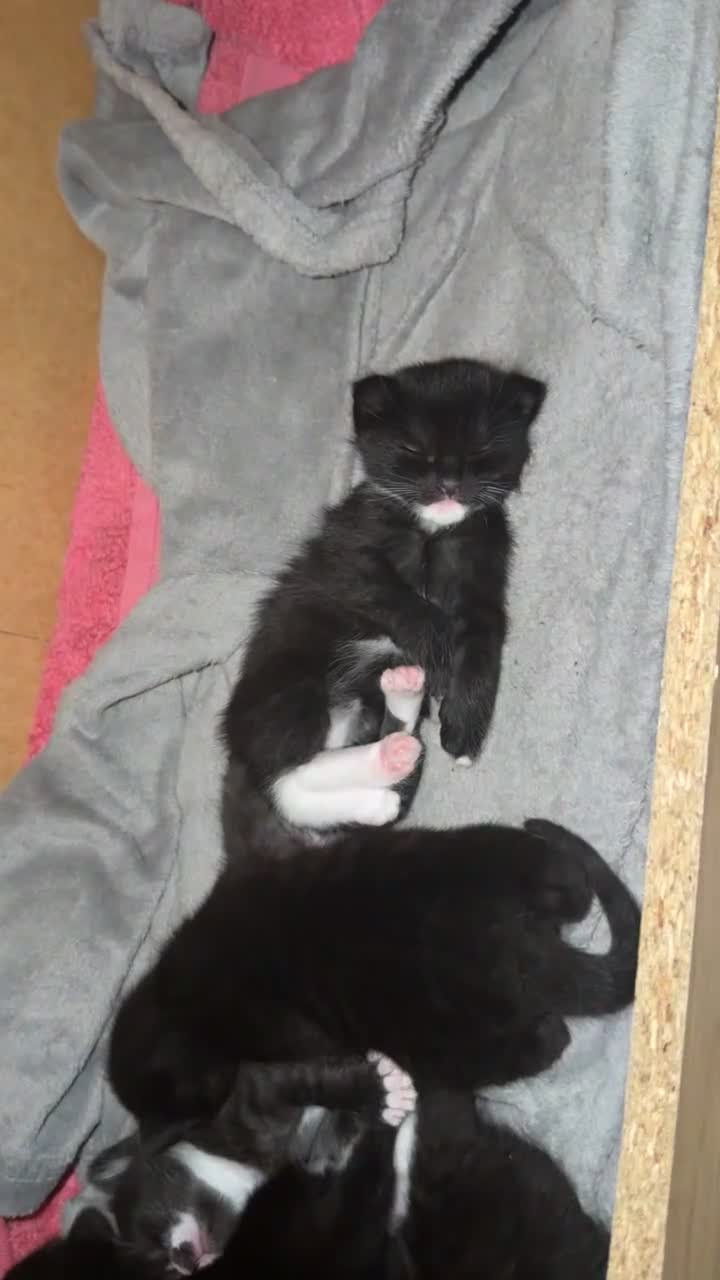 Domestic Shorthair cats for sale: 4 beautiful baby’s ready for there home - Video 3