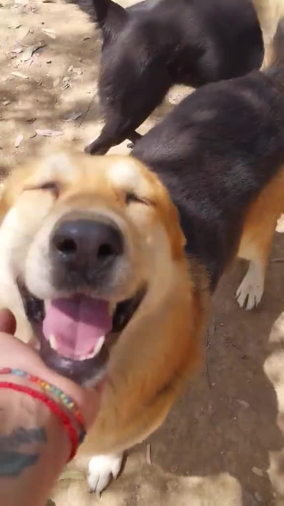 Mixed Breed dogs for adoption: Axel needs the best home  - Video 2