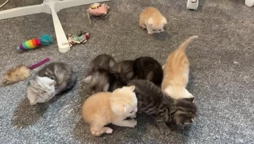 British Shorthair cats for sale: Beautiful British shorthair kittens - Video 1