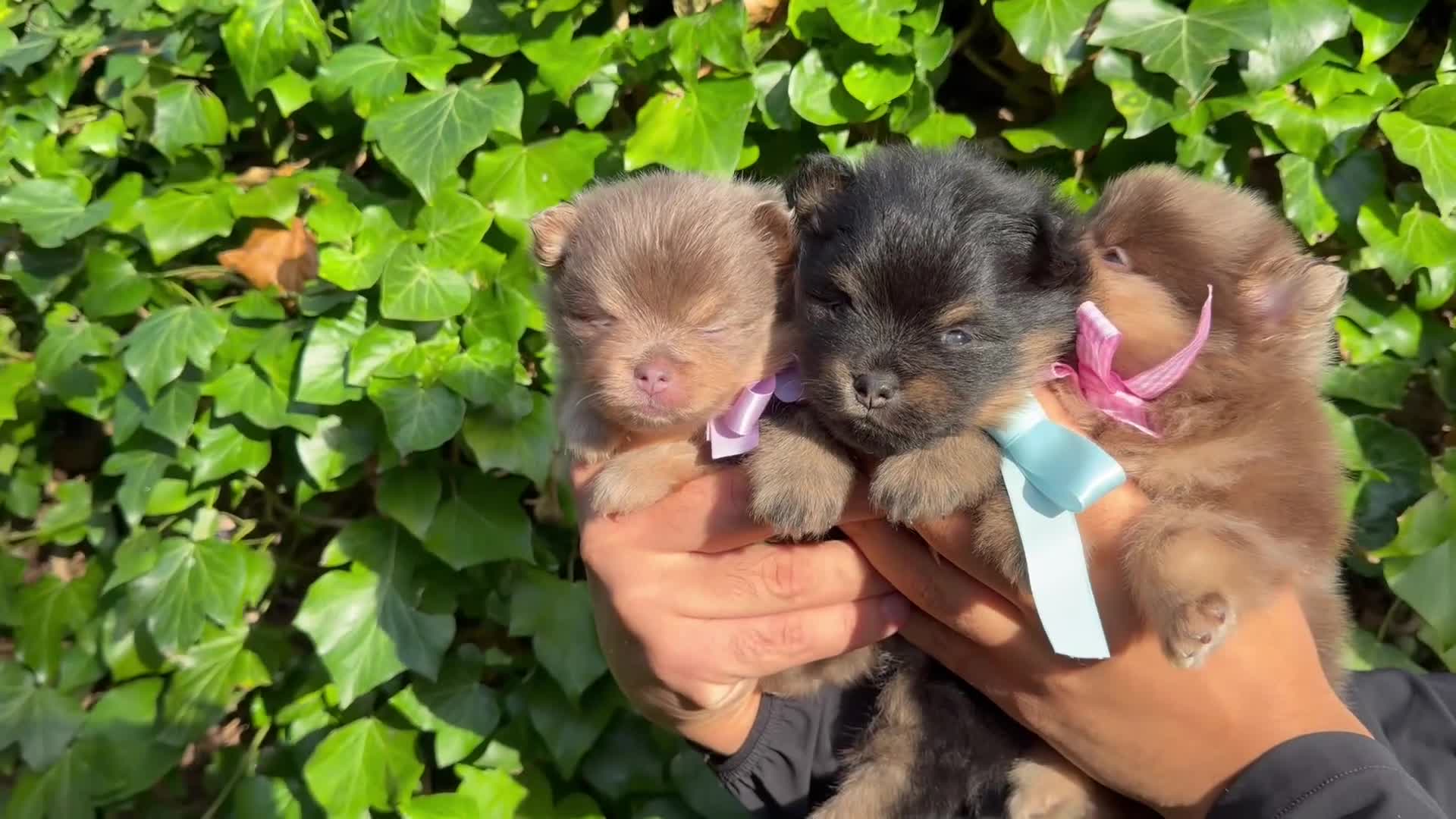 Pomeranian dogs for sale: KC micro Russian bloodlines Pomeranian puppies - Video 1