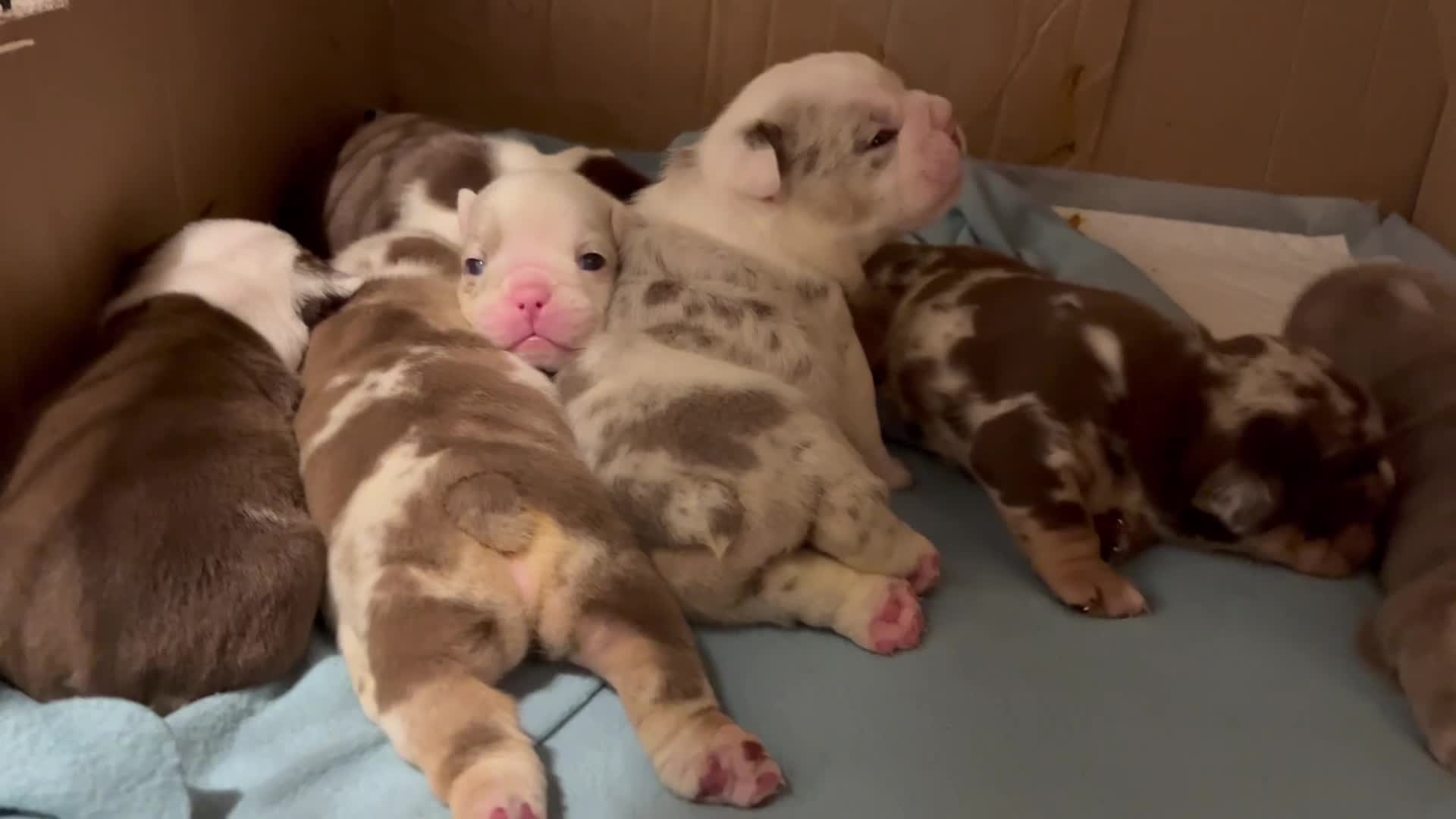 English Bulldog dogs for sale: QC puppies  - Video 2