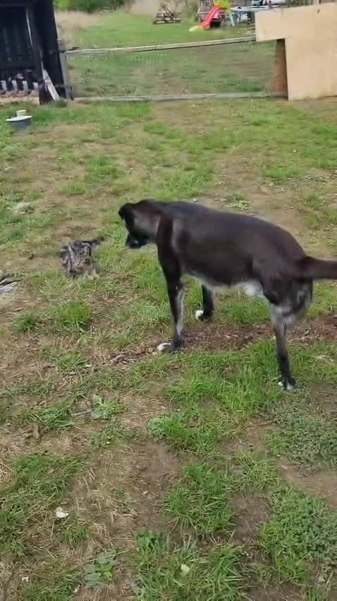 Mixed Breed dogs for adoption: Mickey in Highbridge - Video 3