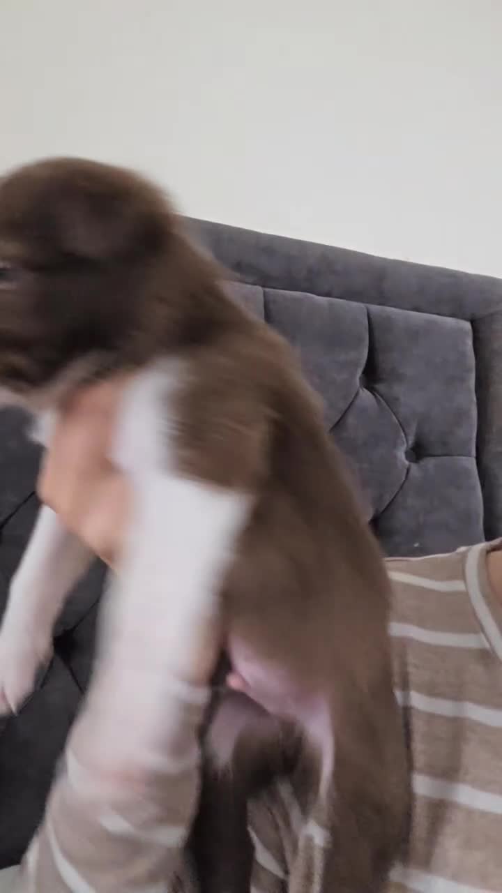 Border Collie dogs for sale: Border collie puppies - Video 2