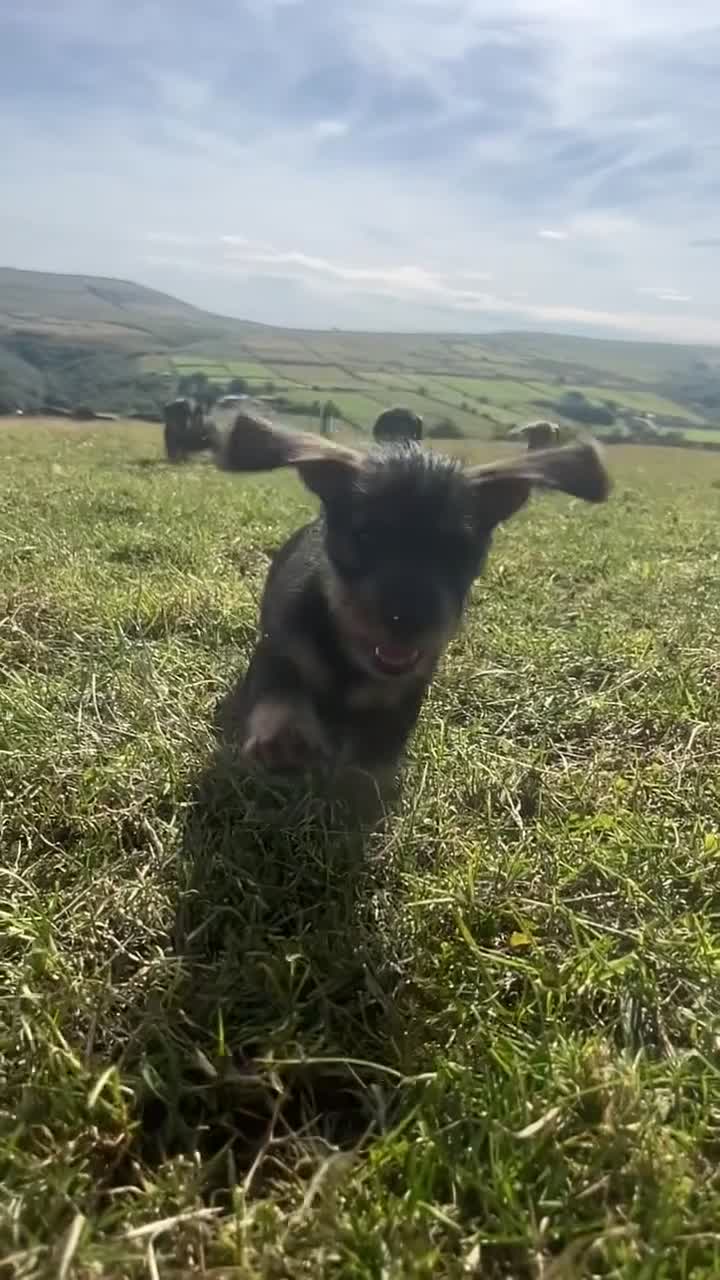 Dachshund dogs for sale: 6 stunning wire haired  puppies for 5⭐️ 🏡 in Keighley - Video 1
