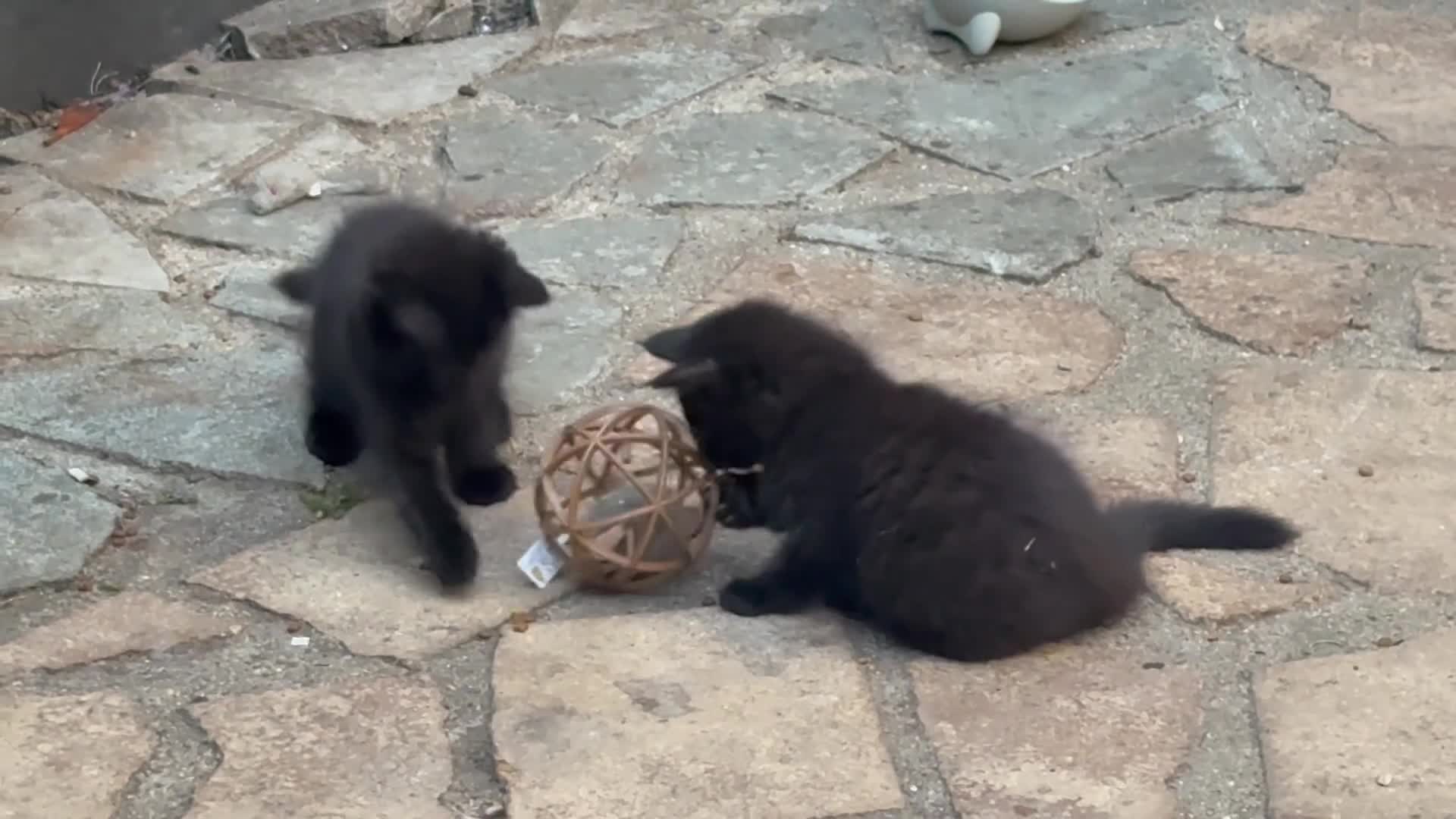 Ragdoll cats for sale: Luxury coats Ragdoll x  - Video 2