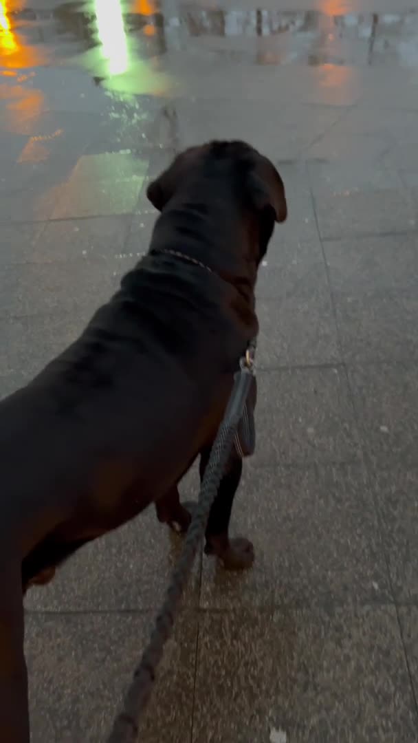Cane Corso dogs for stud: Thor health tested proven Cane Corso for stud !!! in Cleethorpes - Video 3