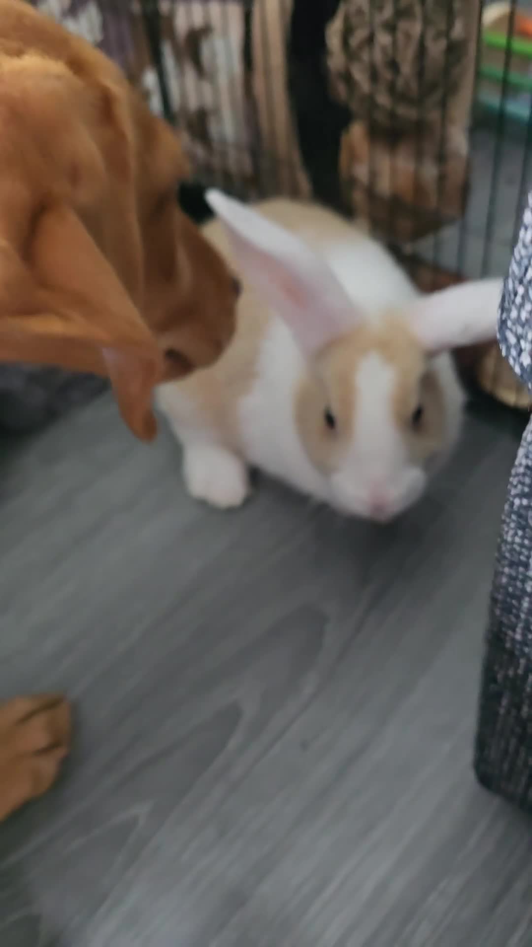 English Lop rabbits for sale: Female lop rabbit with the whole start up kit in Bathgate - Video 1