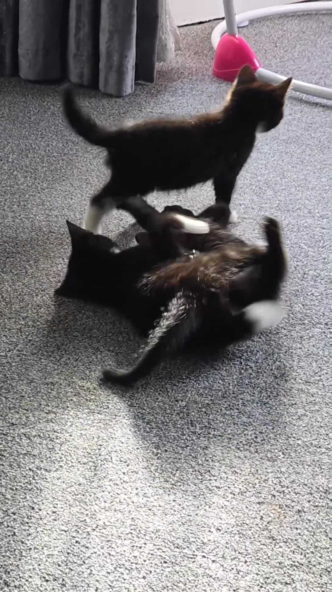 Mixed Breed cats for sale: Female kittens in Middlesbrough - Video 1