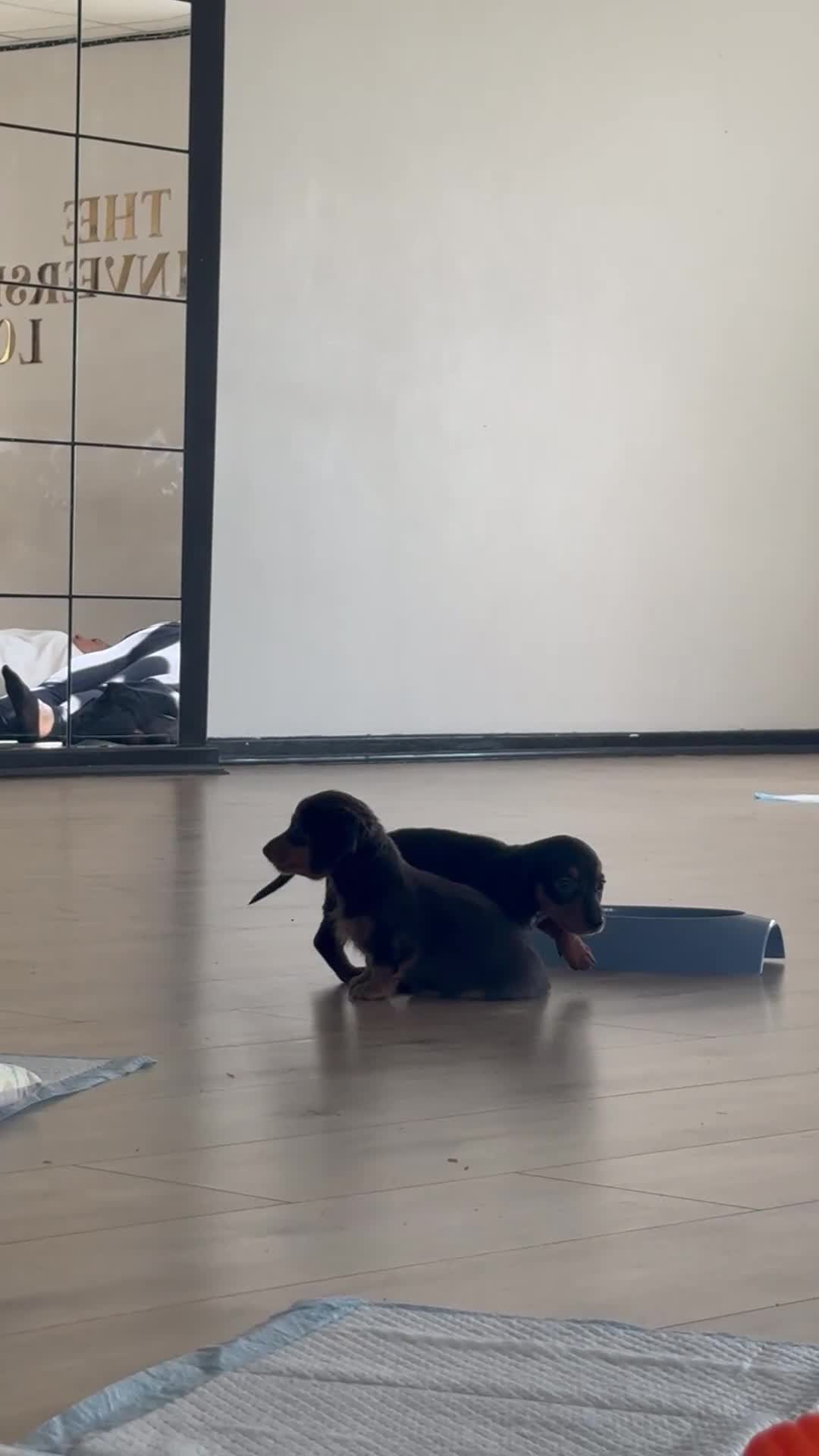 Miniature Dachshund dogs for sale: ⭐️READY NOW⭐️ 1 BOY LEFT! MINIATURE DACHSHUND - Video 1