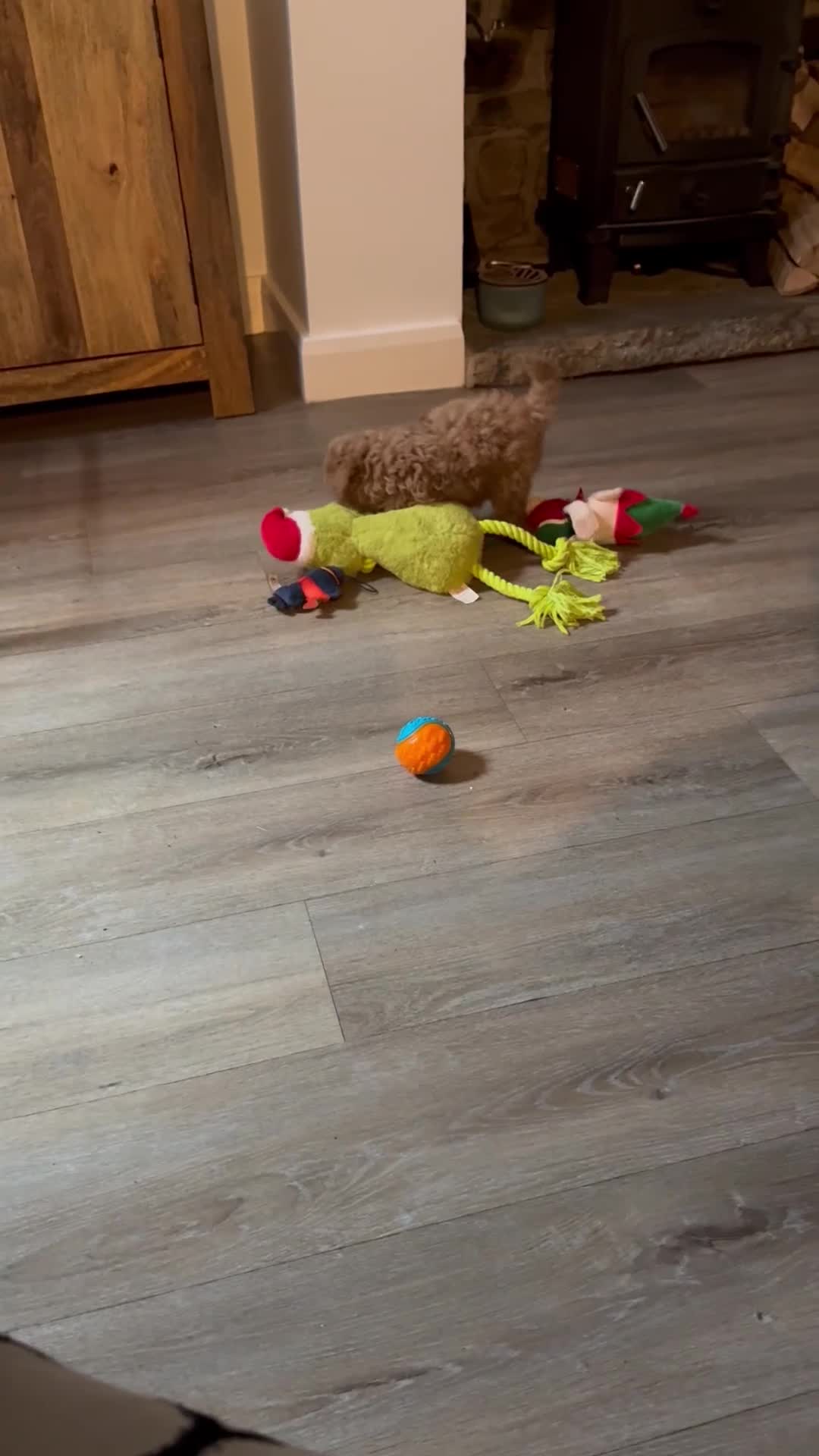 Toy Poodle dogs for sale: Toy poodle  ready to leave now  - Video 5