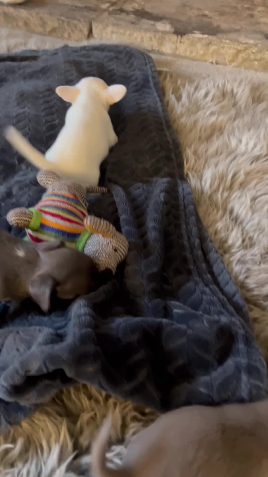 Chihuahua dogs for sale: Last tiny female ready now 💕 - Video 1