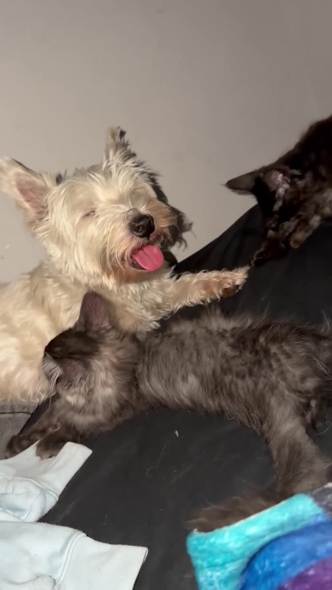 Maine Coon cats for sale: 🩶 Urgent Rehoming – Last Blue Smoke Maine Coon  in Harlow - Video 1