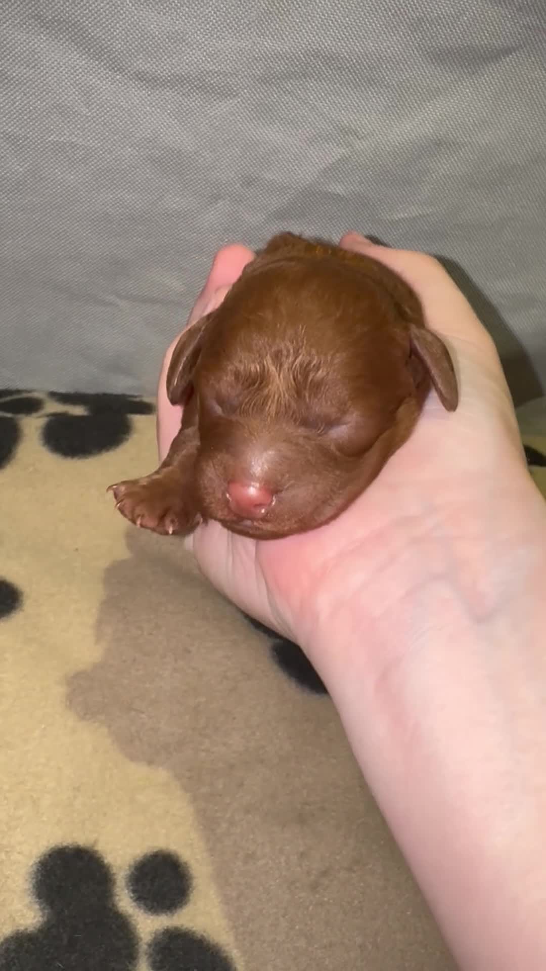 Cavapoo dogs for sale: Beautiful Red F1b Cavapoo pups-Ready September 🐾 in Havant - Video 2
