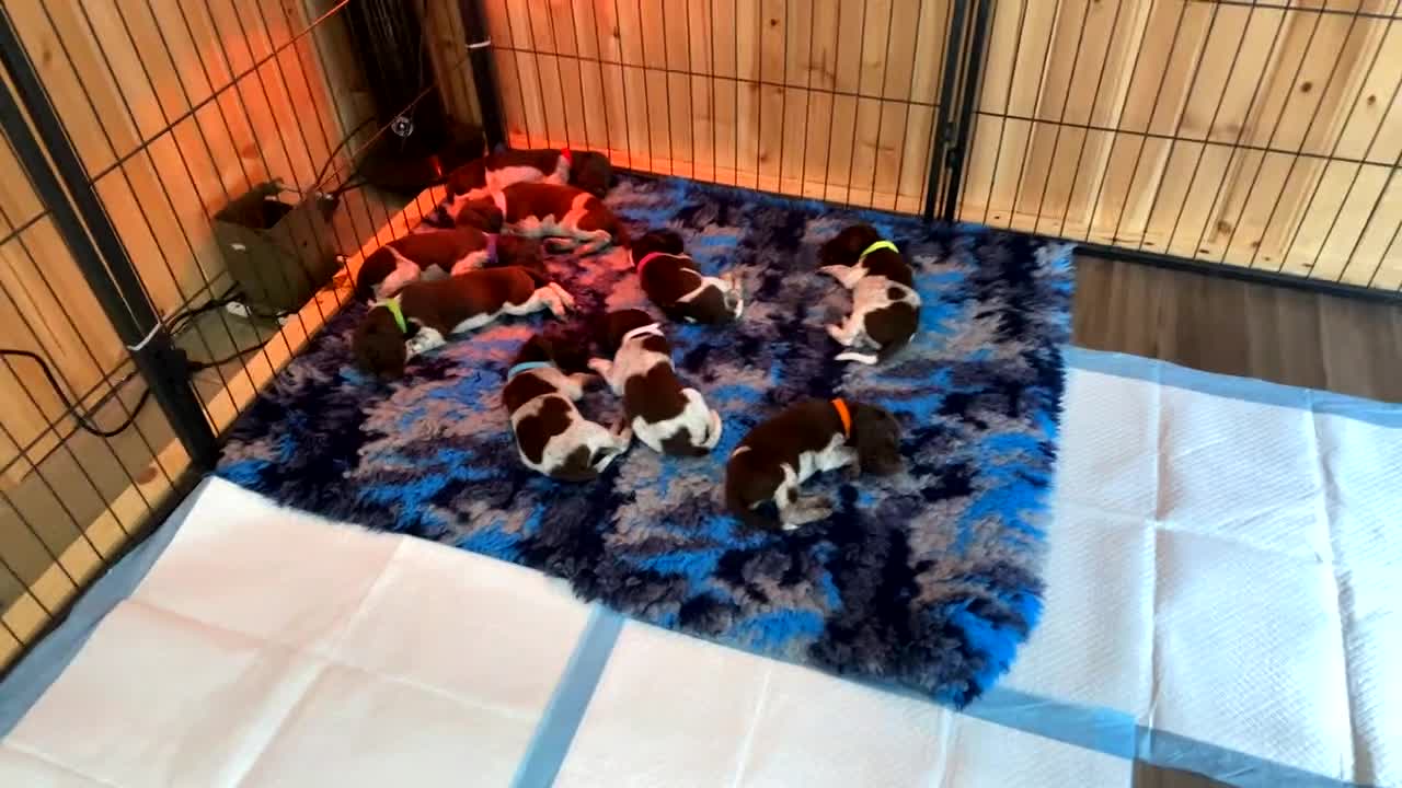 German Shorthaired Pointer dogs for sale: SENSEI-SAINTS German Shorthaired Pointers - Video 3