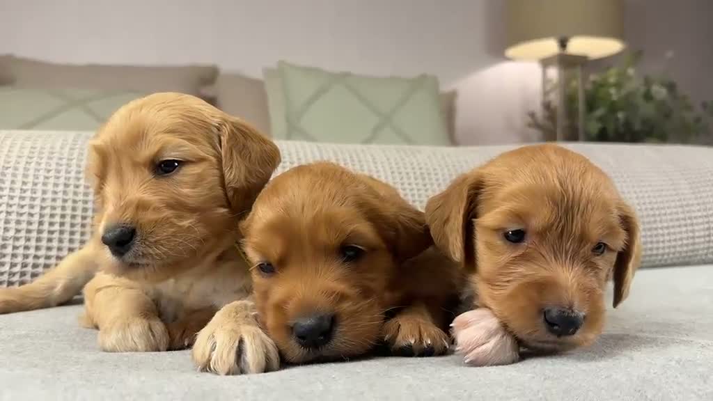 Goldendoodle dogs for sale: HEREDITARY HEALTH TESTED MUM. DNA TESTED DAD - Video 5