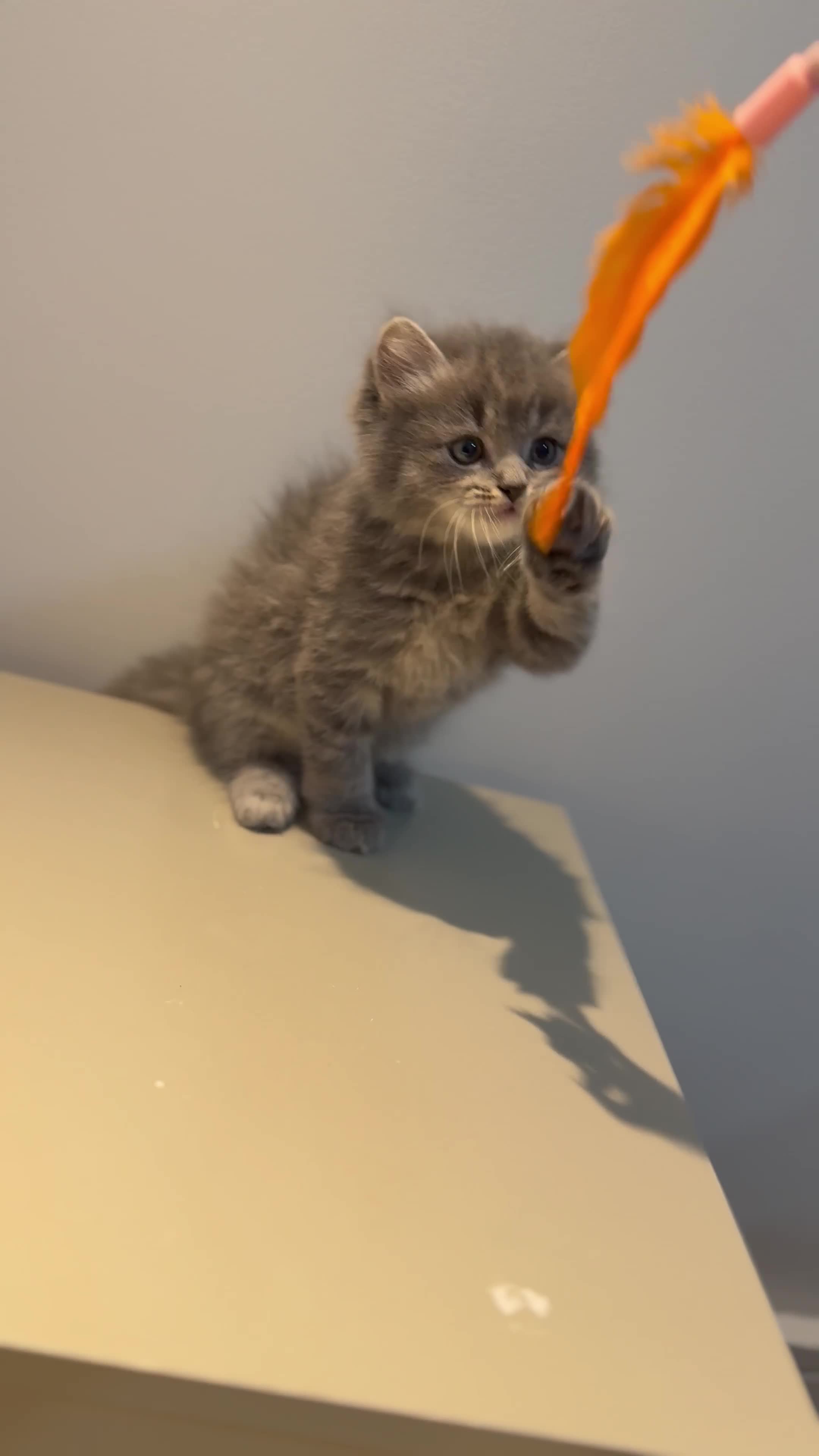 Ragdoll cats for sale: Gorgeous pure ragdoll kittens🔥(4Males, 2Females)  - Video 1