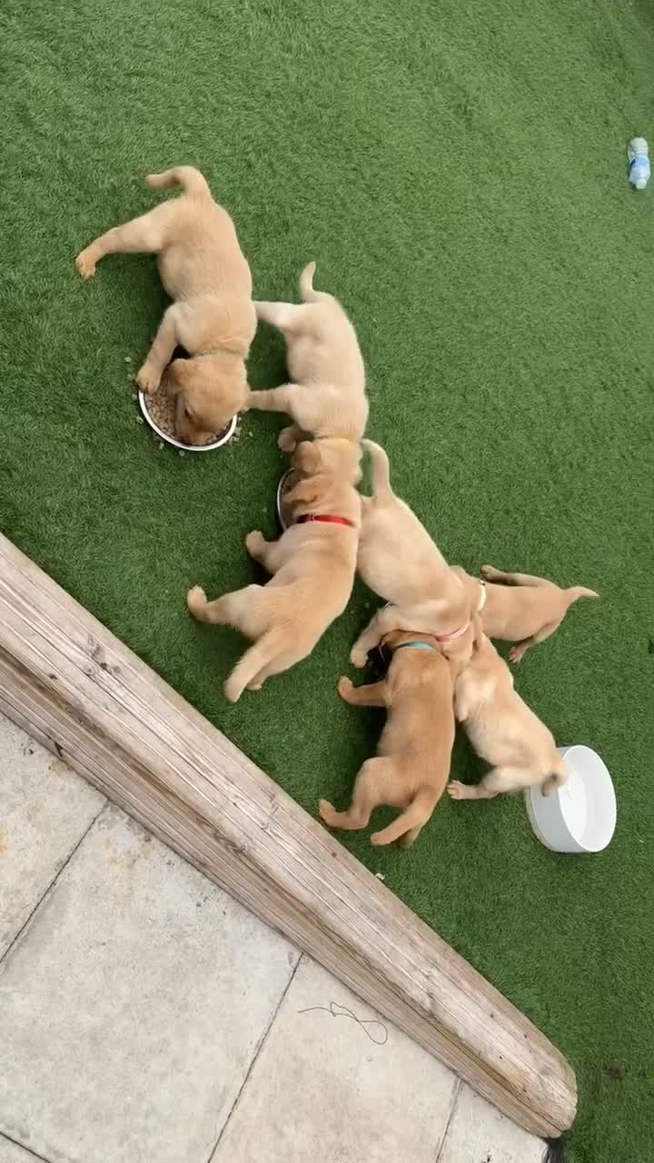 Labrador Retriever dogs for sale: 🐾 Exceptional KC Registered Labrador Puppies🐾 - Video 1