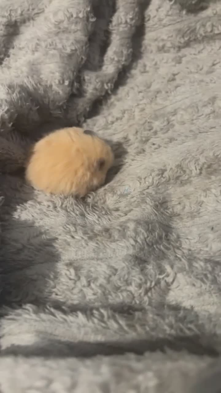 Hamster rodents for sale: Female Syrian hamster  in Bromley - Video 2