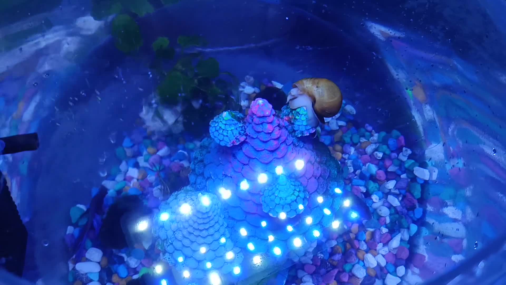 Bettas fish for sale: Purple Betta, 4 Corydoras, Catfish and Apple snail - Video 1