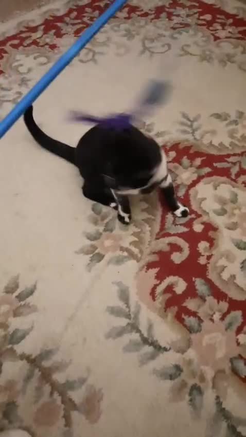 European cats for sale: 2 Female cats need to be sold urgently  - Video 3