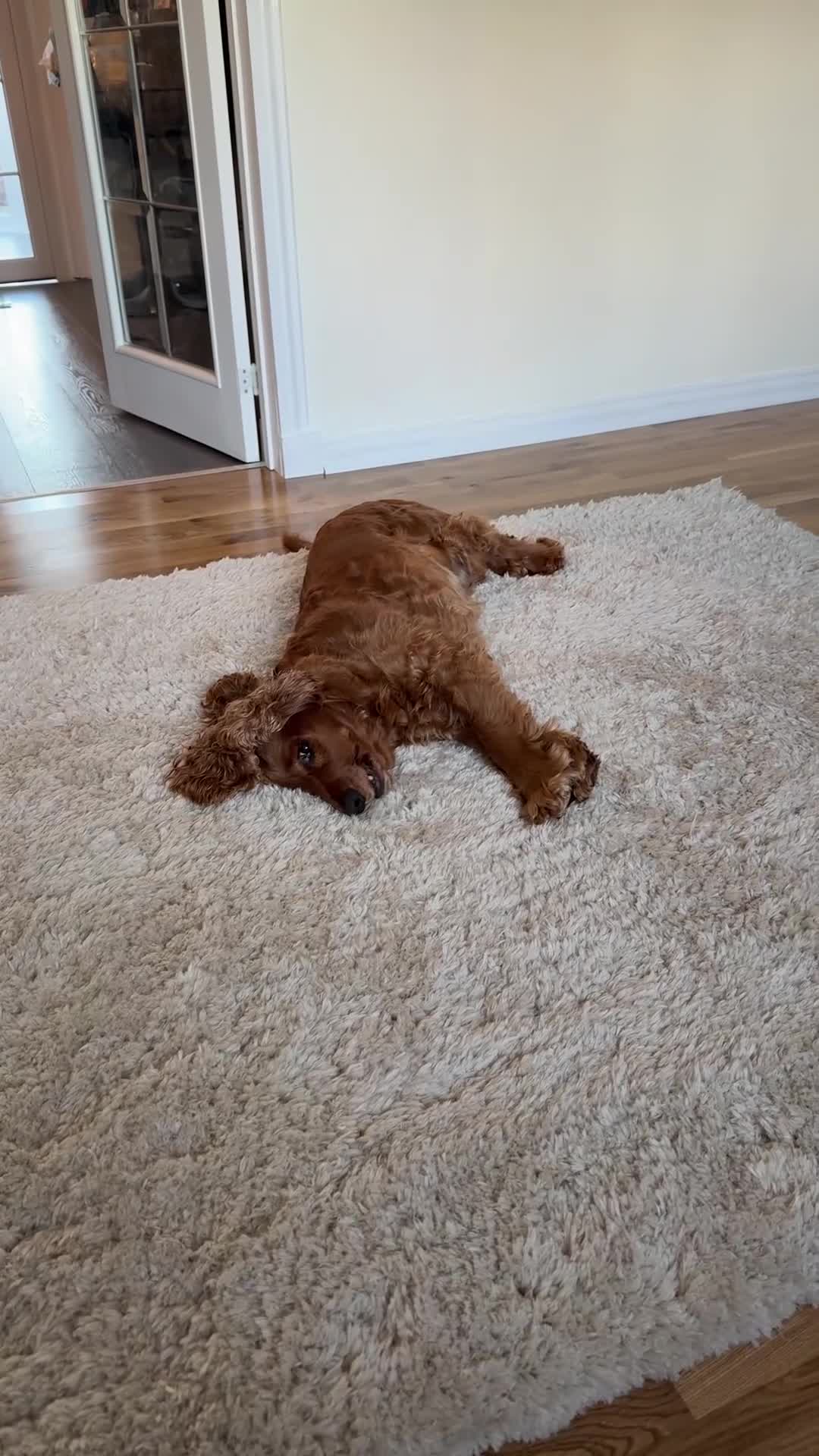 Cocker Spaniel dogs for sale: Cocker Spaniel (6 years old) - Free - Video 2