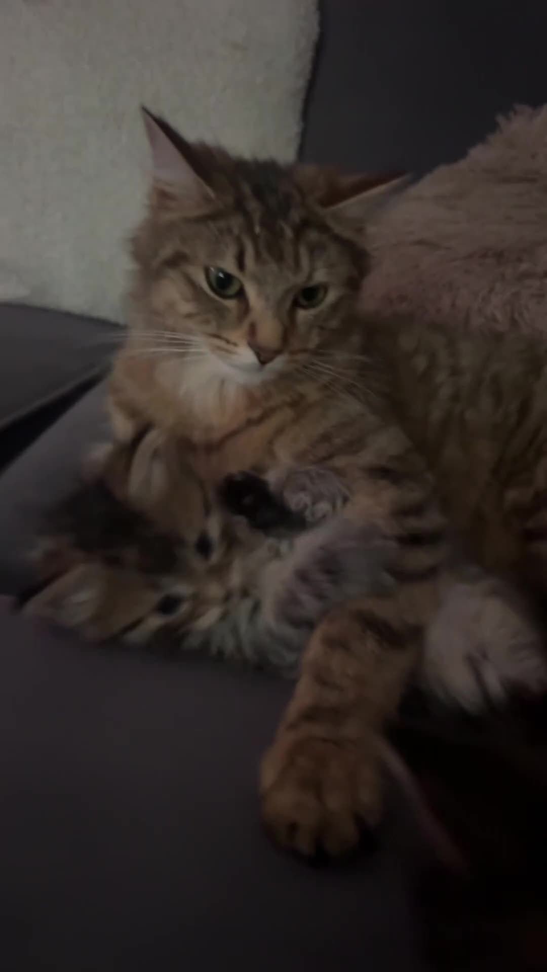 Domestic Shorthair cats for sale: male kitten  - Video 2