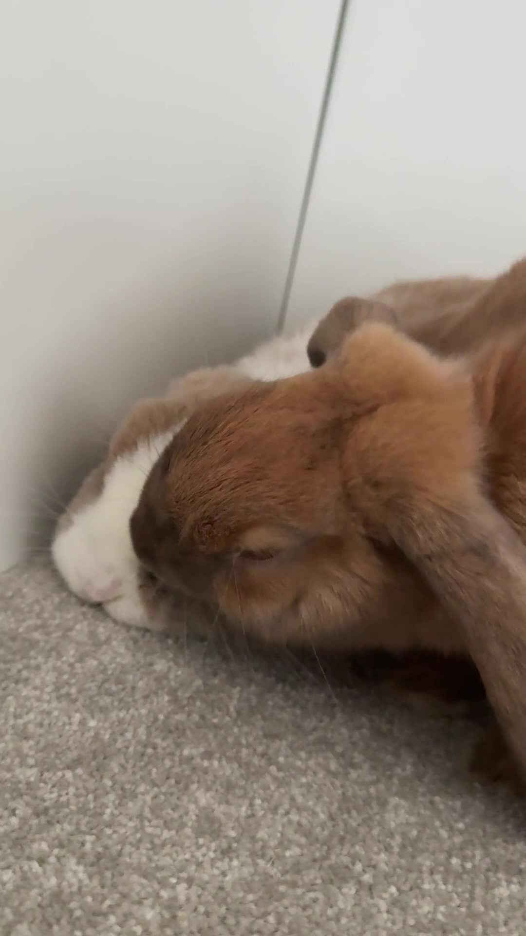 Mixed Breed rabbits for sale: Teddy and Ellie - Video 1