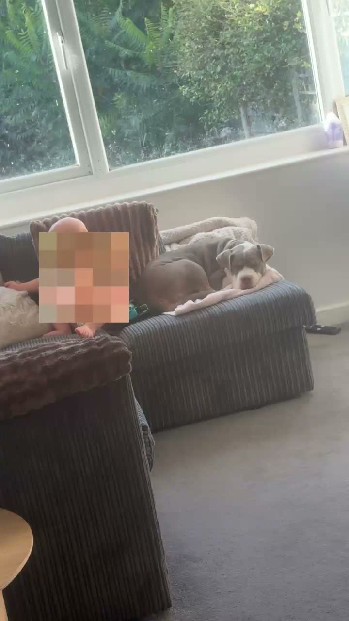 Mixed Breed dogs for sale: Rehoming Snoopy - Video 1