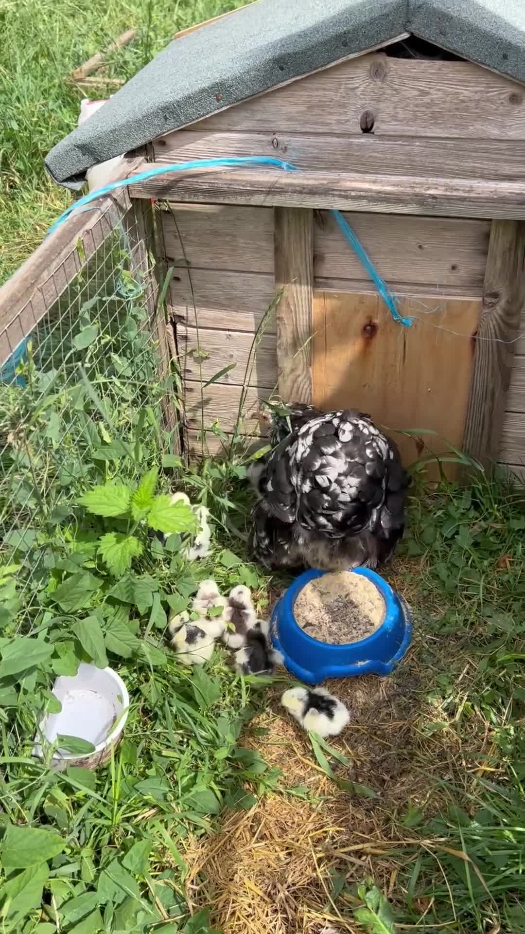 Chickens poultry for sale: PEKIN HEN & 12 CHICKS  - Video 1